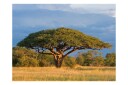 Fototapet African Akacia Tree Hwange National Park 250x193 - Artgeist sp. z o. o.