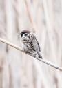 Tree Sparrow Plakat Plakat / 30x40cm