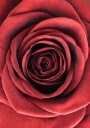 Red Rose Plakat Plakat / 100x150cm