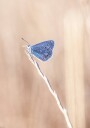 Blue Icarus Butterfly On Leaf Plakat Plakat / 40x50cm