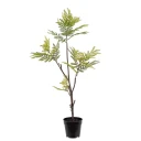 Mr Plant Pithecellobium Krukväxt 95 cm