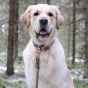 Tyylivoitto Classy Hundehalsbånd Stor Modell Olivengrønn (M)