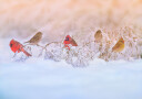 Snowy Morning  Party Plakat Plakat / 100x150cm
