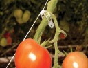 Canopia Trellising kit Pro for greenhouse Palram