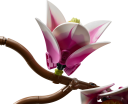 Lego Botanicals Magnolia-Grener 11510 Byggeleker