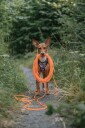 Alac Sporline 15m Gummi Oransje for Hund