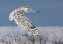 Snowy Owl Plakat / 30x40cm