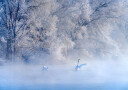 Swan Lake Plakat Plakat / 21x30cm