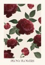 Peony Flowers Plakat Plakat / 30x40cm