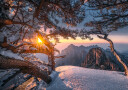 Yellow Mountain and Strange Pine after Snow Plakat Plakat / 21x30cm