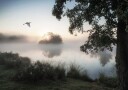Heron Flying Over a Foggy Lake Plakat Plakat / 70x100cm