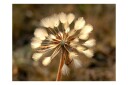 Fototapet Summer time Dandelion 200x154 - Artgeist sp. z o. o.