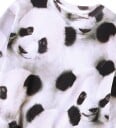 Molo Collegegenser   Monti   Giant Panda   Molo   12 år (152)   Collegegenser Grå Hvit Svart