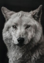 Gray Wolf Plakat Plakat / 50x70cm