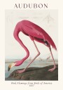 Pink Flamingo Birds of America Audubon 1827 Plakat Plakat / 21x30cm