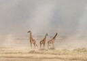Giraffes in Golden Dust Plakat / 40x50