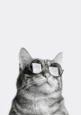 Sophisticated Feline in Sunglasses Plakat Plakat / 40x50cm