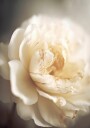 Ethereal Bloom Plakat / 50x70cm