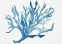 Blue Coral Plakat / 21x30