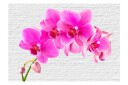 Fototapet Pink Excitation 350x245 - Artgeist sp. z o. o.