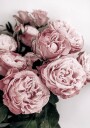 Elegant Pink Roses Plakat Plakat / 70x100cm