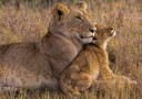 Tender Lioness Cub Plakat / 21x30