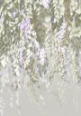 Pastel Wisteria Blossoms Plakat / 21x30
