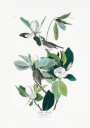 Warbling Flycatcher From Birds of America 1827 Plakat Plakat / 40x50cm