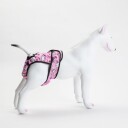 Tispetruse Tissebleie Hund Løpetidstruse