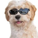 Sorte Solbriller Til Hund 4 Str