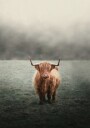 Yak in The Field Plakat Plakat / 40x50cm
