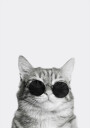 Cat in Sunglasses №2 Plakat Plakat / 30x40cm