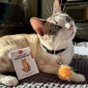 Kikkerland Velkomstpakke for Katt med Dokumenter og Tilbehør