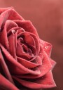 Elegant Rose Plakat Plakat / 100x150cm