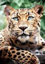 Leopard Close-Up Poster Plakat / 21x30cm