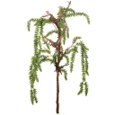 Mr Plant Lummer Barrkvist 90 cm