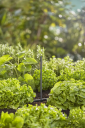 Gardena Forlengelsesrør For Spraydyser