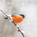 Bullfinch in a snowstorm. Plakat Plakat / 50x50cm