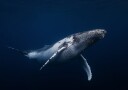 Humpback whale in blue Poster Plakat / 50x70cm