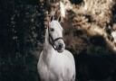 White Horse Plakat Plakat / 40x50cm