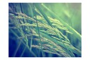 Fototapet Cereal Field 200x154 - Artgeist sp. z o. o.