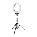 DACOTA P 16" RINGLYS MED STATIV, SVART