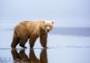 Brown Bear Reflection Plakat / 50x70