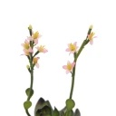 Europalms Houseleeks EVA pink 32cm
