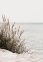 Grass by the Sea Plakat Plakat / 70x100cm