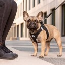 Curli Clasp Air Mesh Hundesele Sort