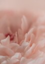 Blossoming No. 2 Plakat Plakat / 70x100cm