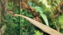 EXOTERRA - Tweezers Bamboo  27cm -  230.0310 