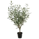 Mr Plant Oliventre 100 cm