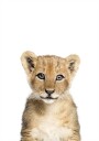 Baby Lion Plakat / 21x30cm